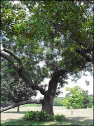 Pecan Tree - Deciduous