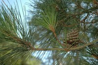 Loblolly Needles - Heather Hollis USFWS Loblolly Needles - Heather Hollis USFWS