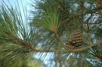 Loblolly Needles - Heather Hollis USFWS