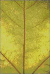 Sycamore Leaf