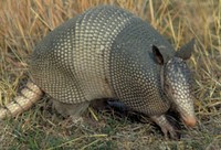 armadillo_200.jpg