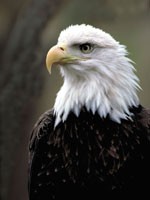 baldeagle_200.jpg