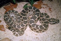 snake_massasauga400.jpg snake_massasauga400.jpg
