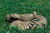 snake_westerndiamondback400.jpg snake_westerndiamondback400.jpg