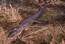 Alligator at Brazos Bend