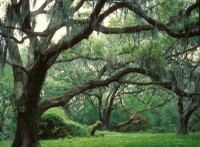 Brazos Bend Moss on Trees