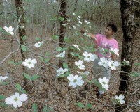 Purtis Creek Dogwoods