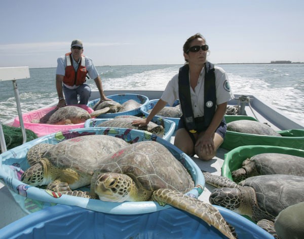 green_sea_turtle_transport.jpg green_sea_turtle_transport.jpg