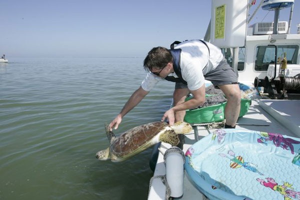 greenseaturtlerelease.jpg greenseaturtlerelease.jpg