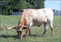 Texas Longhorn Texas Longhorn