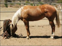 Cowboy's Dream