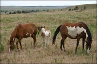 Mustangs