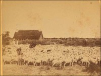 Sheep Ranch Sheep Ranch