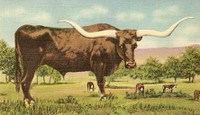 Texas Longhorn Post Card Texas Longhorn Post Card
