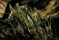 Dew on Grass