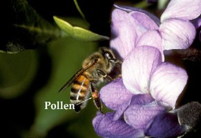 honeybee_pollen200h.jpg