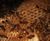 honeycomb200.jpg