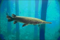 Alligator Gar