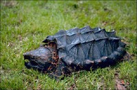 Alligator Snapping Turtle