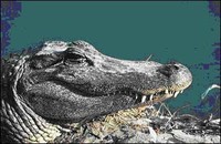 American Alligator