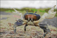 Blue Crab Blue Crab