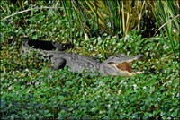 Brazos Bend SP American Alligators