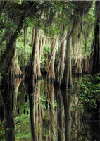 Caddo Lake State Park