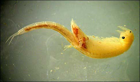 Fairy Shrimp