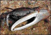 Fiddler Crabs Fiddler Crabs