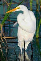 Great Egret