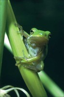 Green Tree Frog