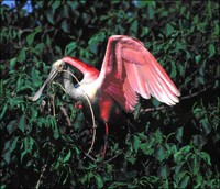 Roseate Spoonbill