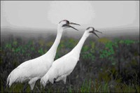 Whooping Cranes Whooping Cranes