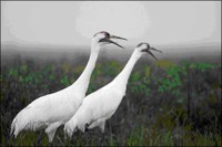 Whooping Cranes