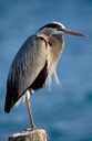 16_grt_blue_heron.jpg