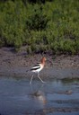 American_Avocet_01.jpg American_Avocet_01.jpg