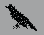 blkbird.gif blkbird.gif