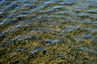 sea_grass_846_6.jpg