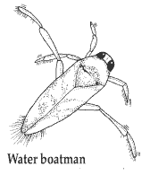 Water Boatman Illustration