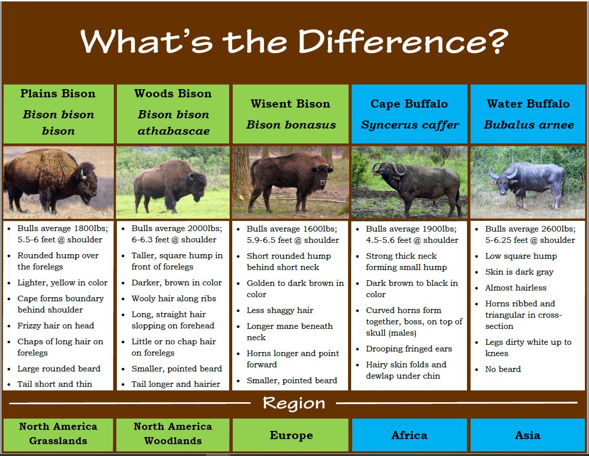 Bison vs Buffalo fact sheet.JPG