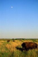 Bison landscape.jpg