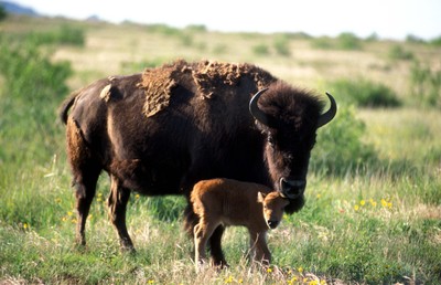 Bison628_1A.jpg