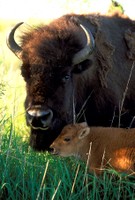 Bison_baby closeup.jpg