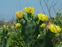 4-28-06_prickly_pear_cactus_flower044.jpg 4-28-06_prickly_pear_cactus_flower044.jpg