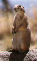 Prairie dog sentry on alert. Photo courtesy of John Herron. 