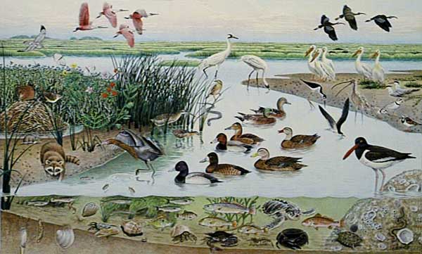 Coastal Wetlands