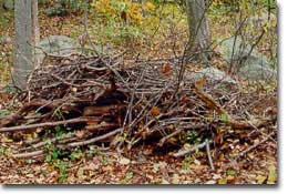 Brush Pile