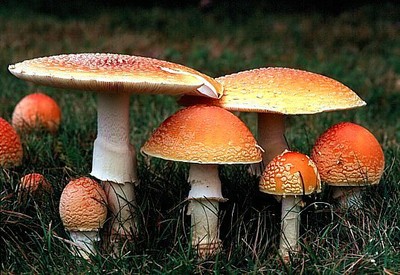 Amanita_muscaria_8_L.jpg