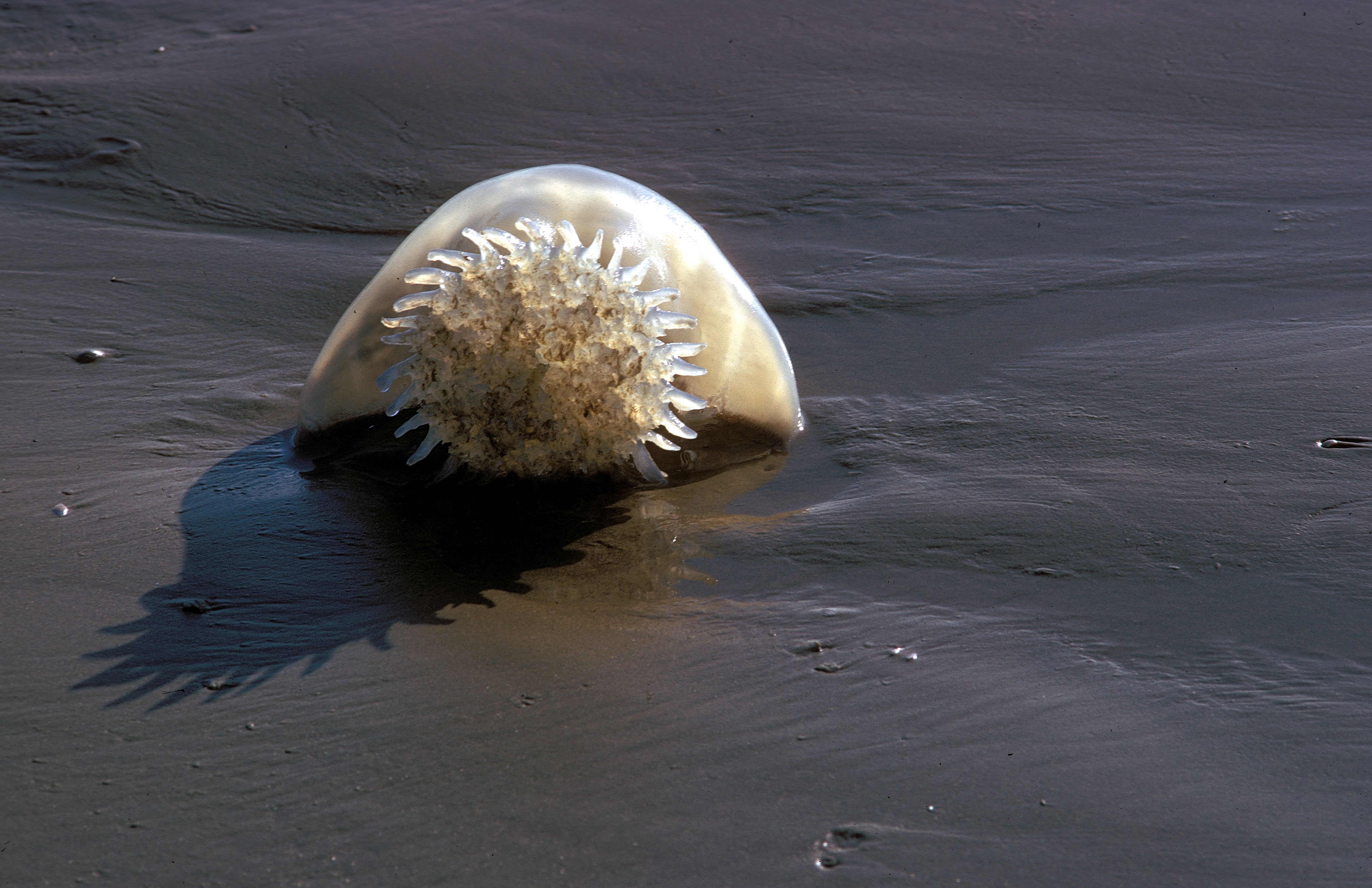 Cabbage head jellyfish on beach