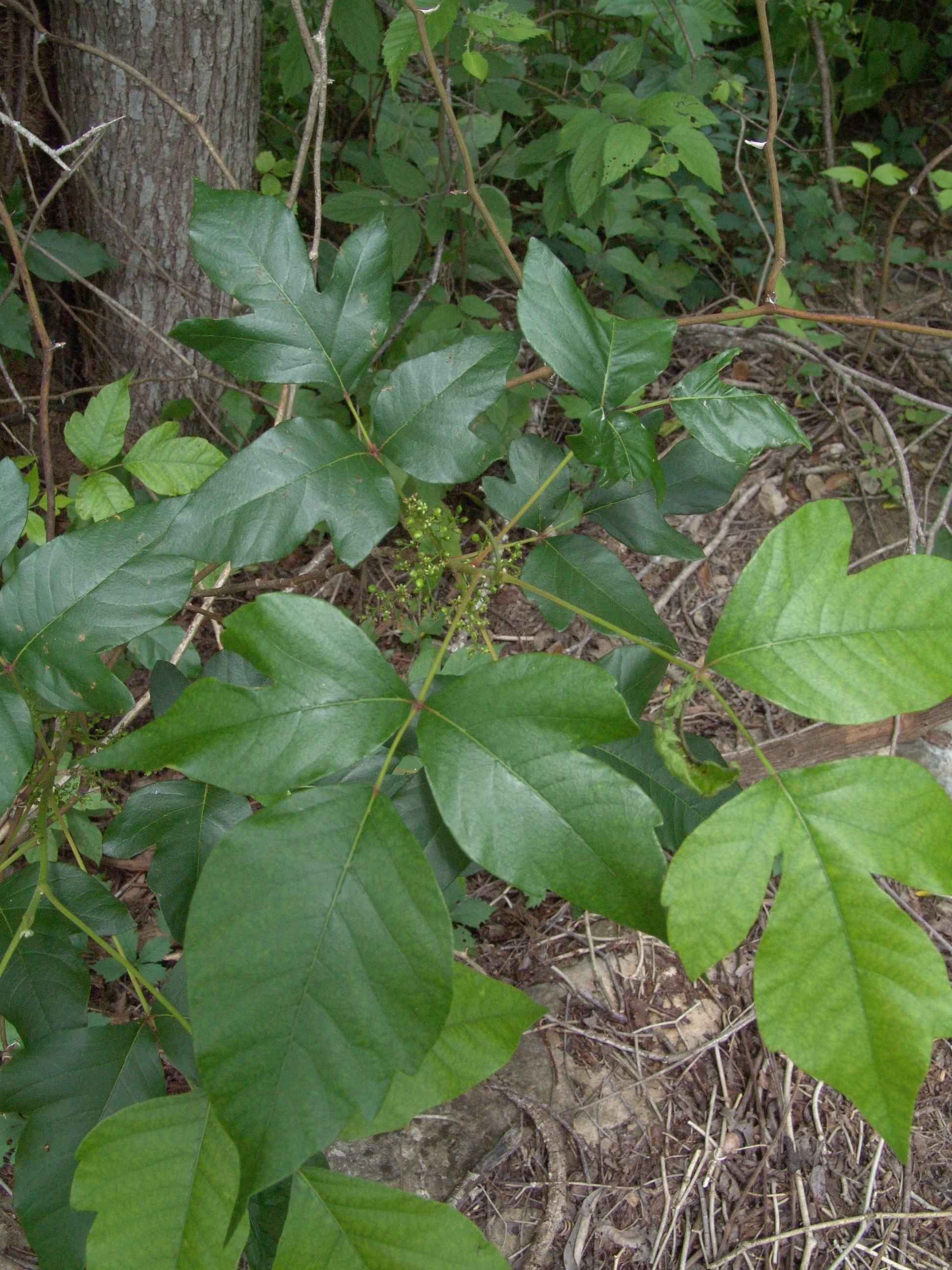 Poison Ivy